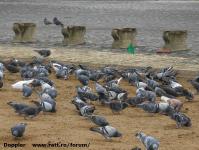Imagine atasata: Reabilitare centru - 2015.12.26- 090.jpg